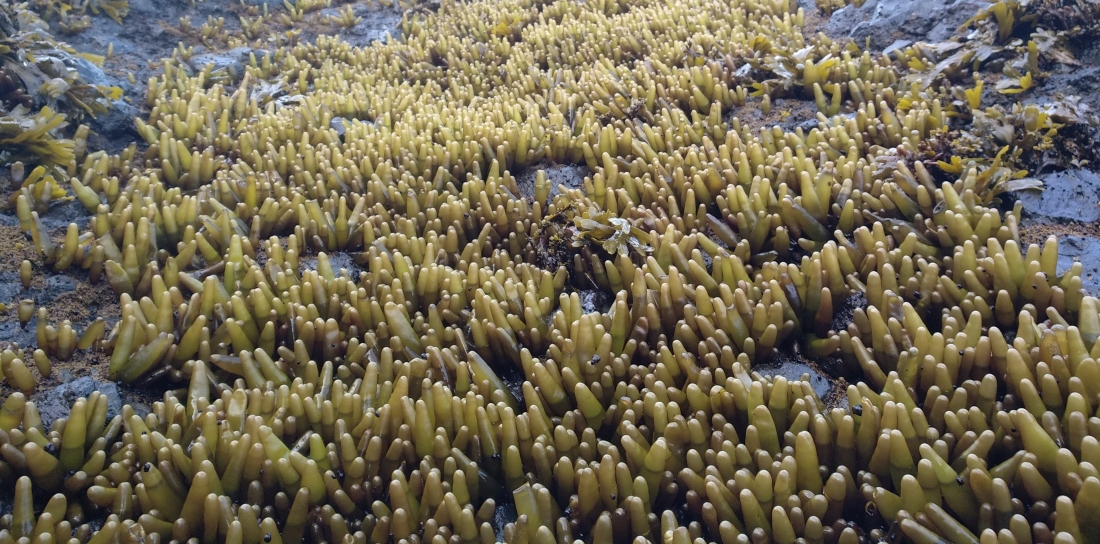 необычные водоросли огурцы Итуруп 2020
